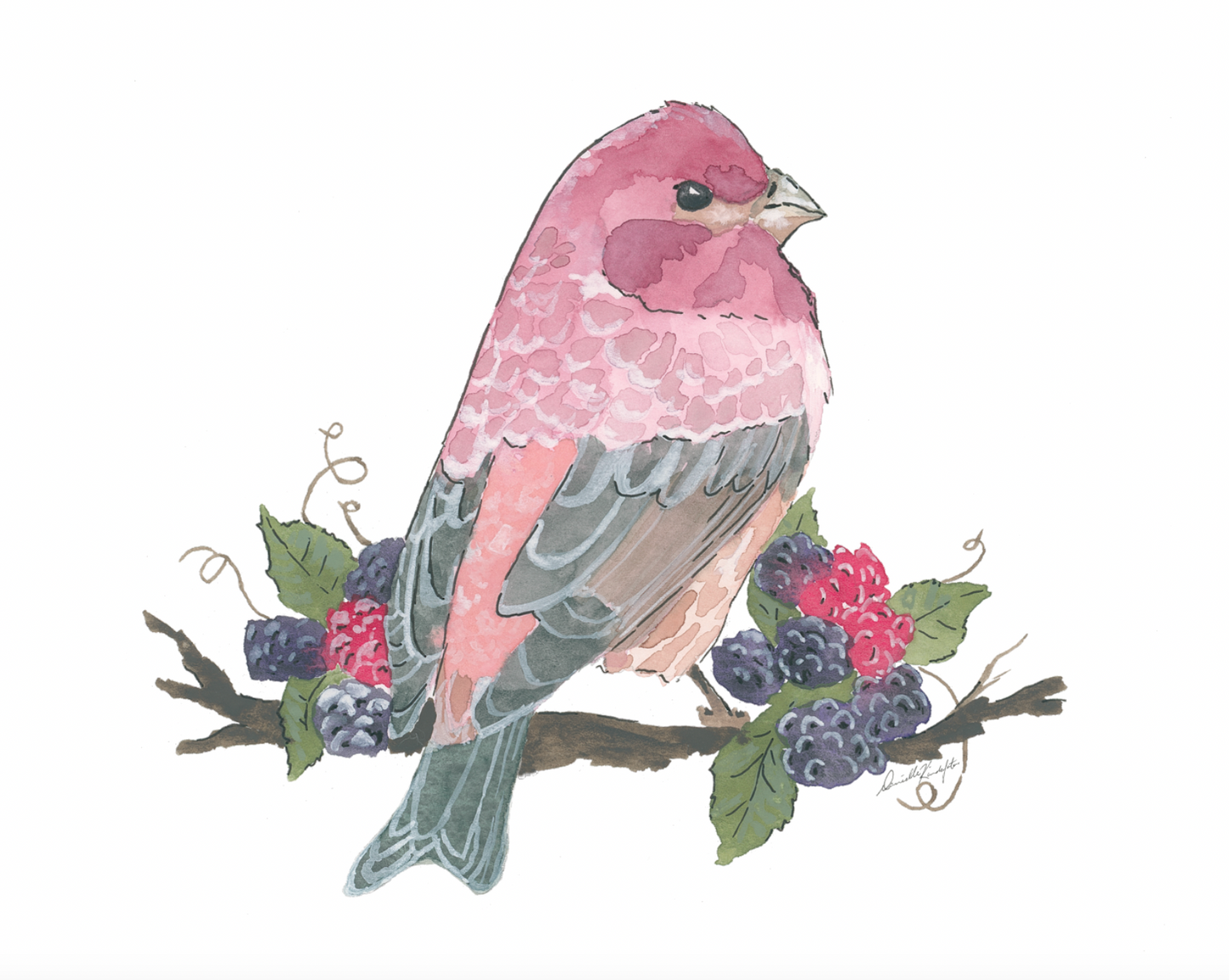 Purple Finch and Blackberries-Canvas